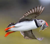 Atlantic Puffin