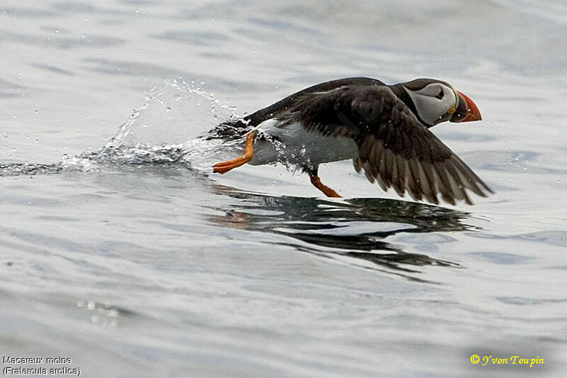 Atlantic Puffin, Flight