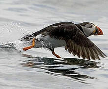 Atlantic Puffin