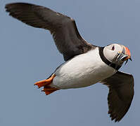 Atlantic Puffin