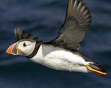 Atlantic Puffin