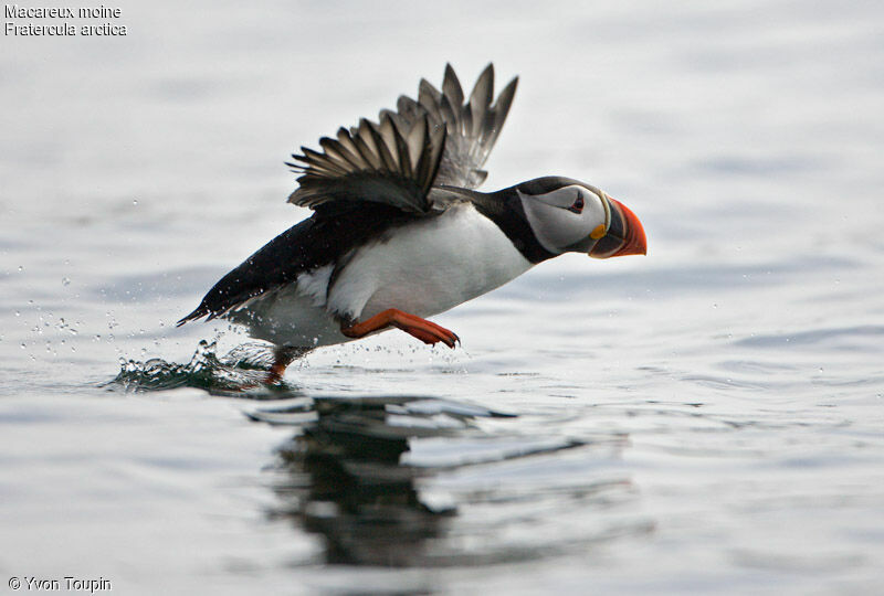 Atlantic Puffin, Flight