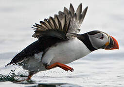 Atlantic Puffin