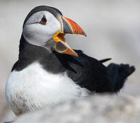 Atlantic Puffin