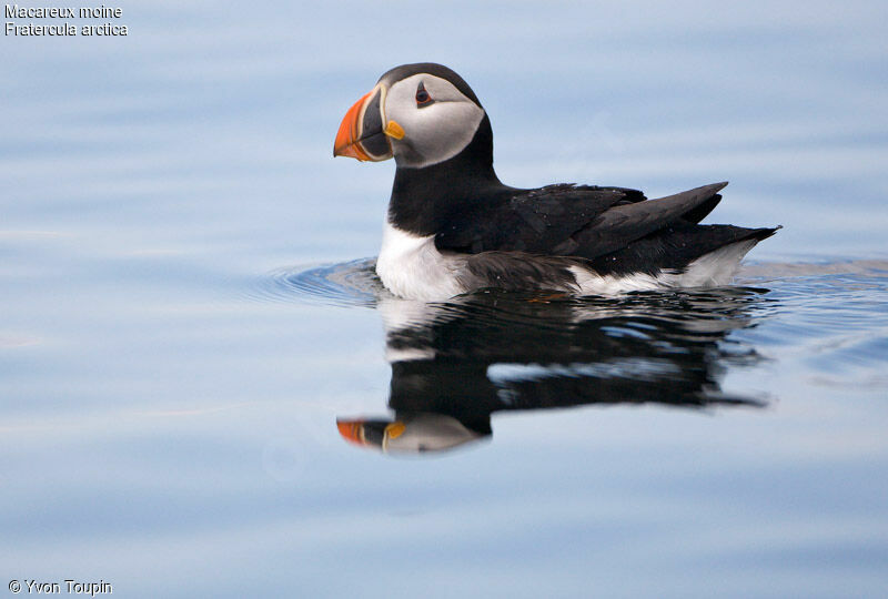 Atlantic Puffin, identification