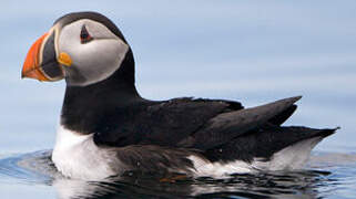 Atlantic Puffin