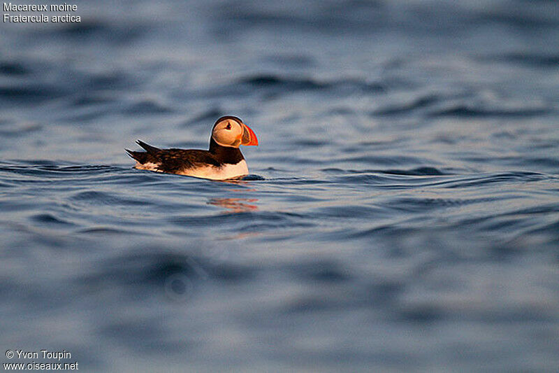 Atlantic Puffin, identification, Behaviour