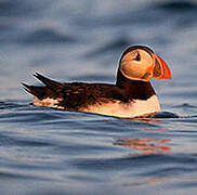 Atlantic Puffin