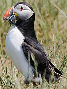 Atlantic Puffin