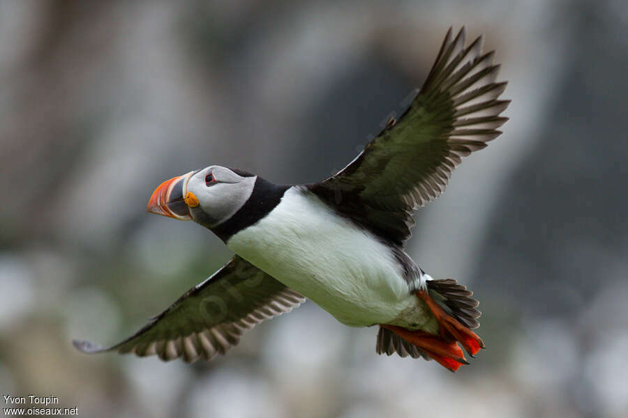 Atlantic Puffinadult breeding, Flight