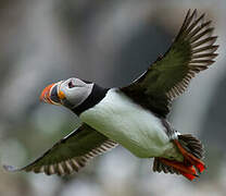 Atlantic Puffin