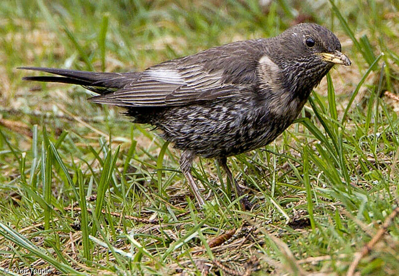 Merle à plastron, identification