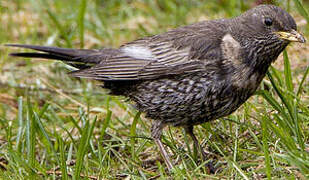 Ring Ouzel