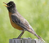 American Robin