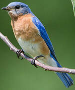 Eastern Bluebird