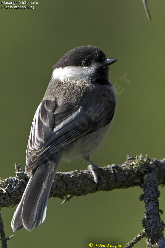 Black-capped Chickadee, identification