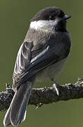 Black-capped Chickadee