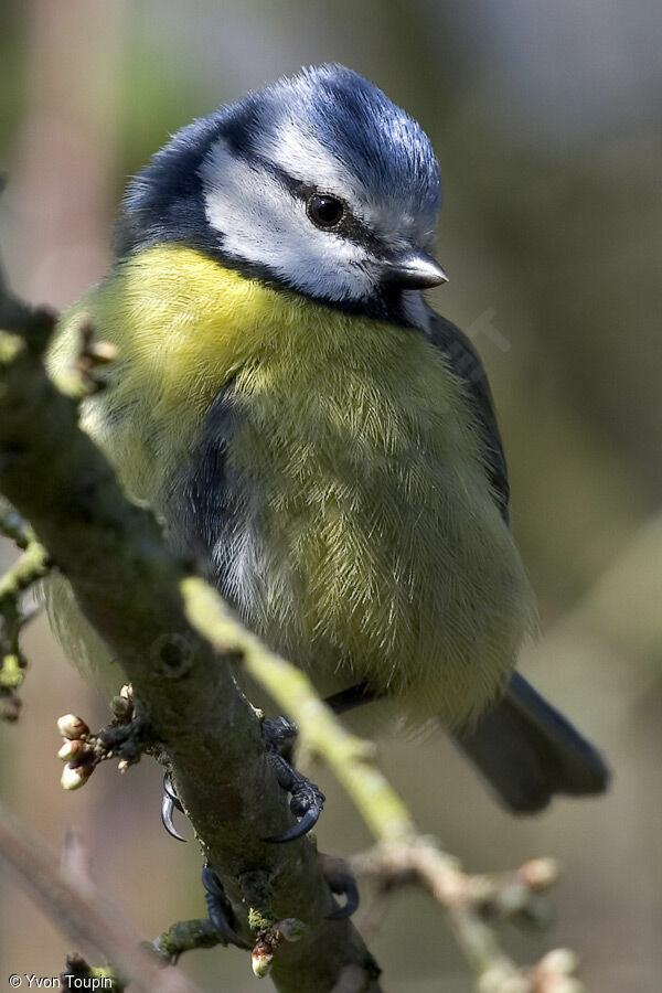 Mésange bleue, identification