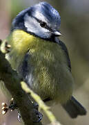 Eurasian Blue Tit