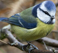 Mésange bleue