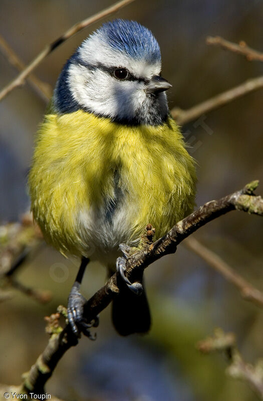 Eurasian Blue Tit, identification