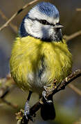 Eurasian Blue Tit