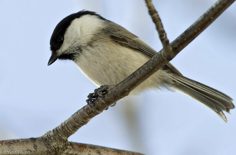 Willow Tit, identification