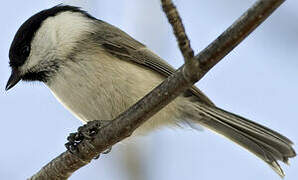 Willow Tit