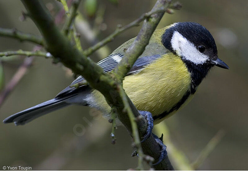 Mésange charbonnière