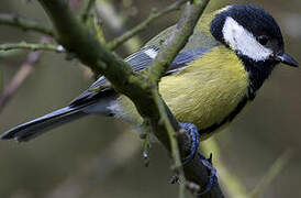 Great Tit