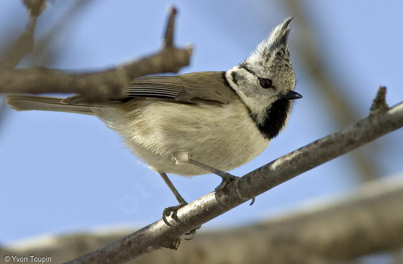 Mésange huppée