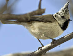 European Crested Tit