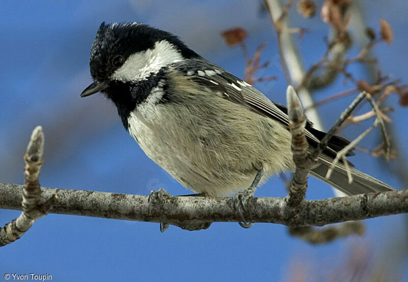 Coal Tit