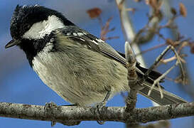 Coal Tit