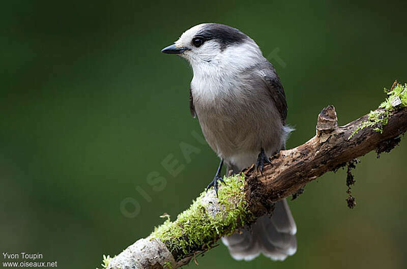 Grey Jay, identification