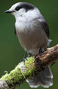 Grey Jay