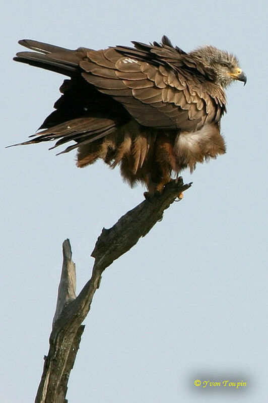 Black Kite