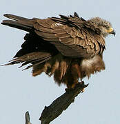 Black Kite