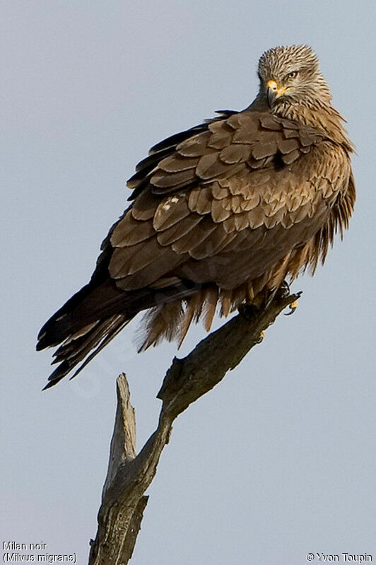 Black Kite, identification