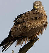 Black Kite