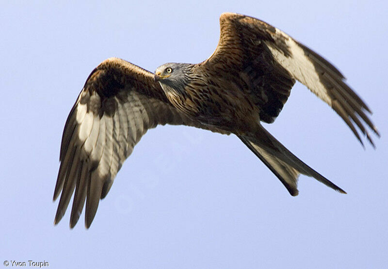 Red Kite, Flight