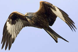 Red Kite