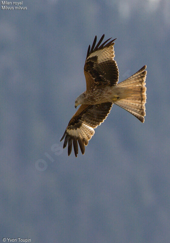 Red Kite, Flight