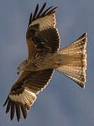 Red Kite