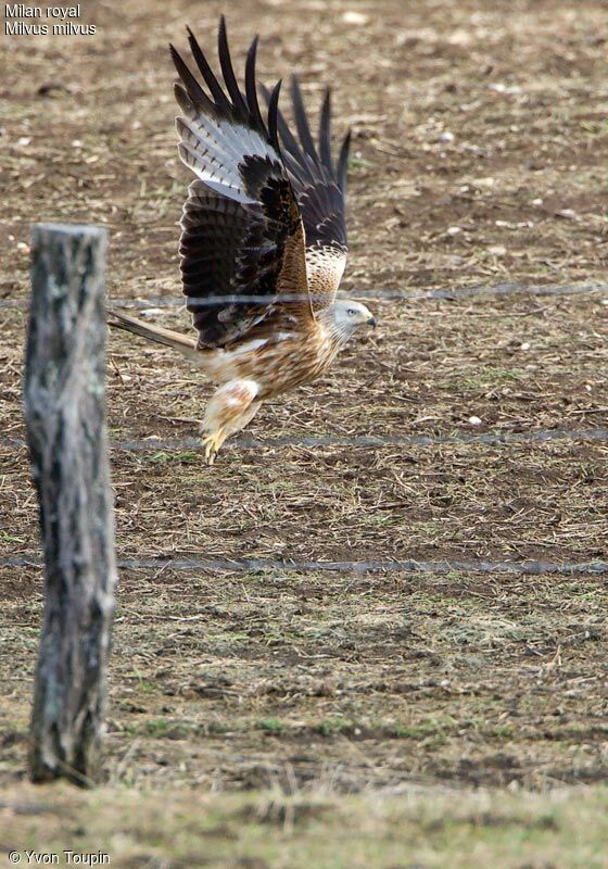 Red Kite, Flight