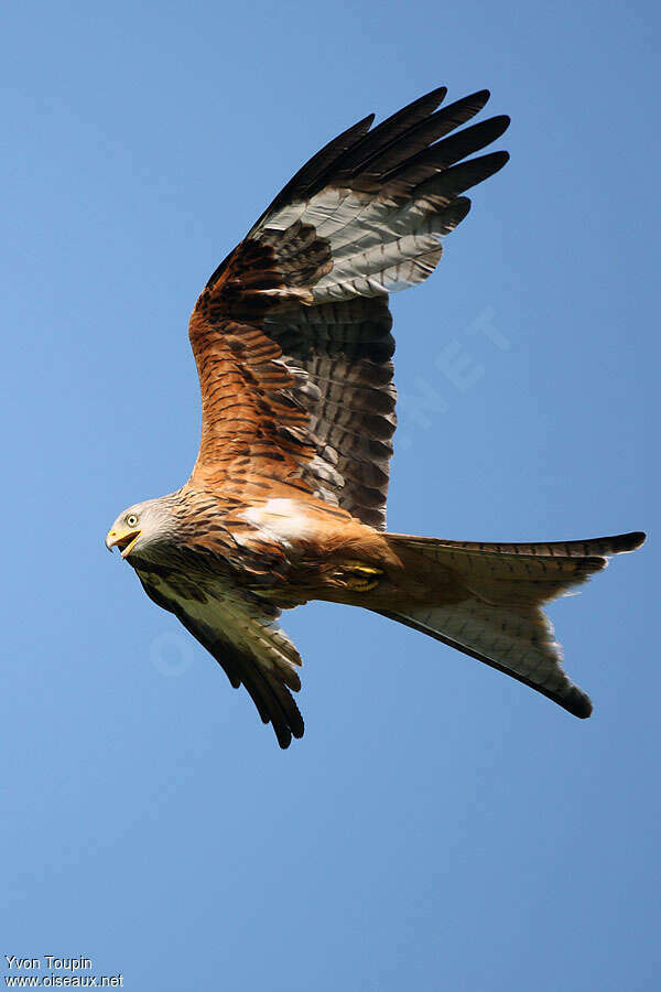 Red Kiteadult, pigmentation, Flight