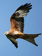 Red Kite