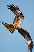 Red Kite