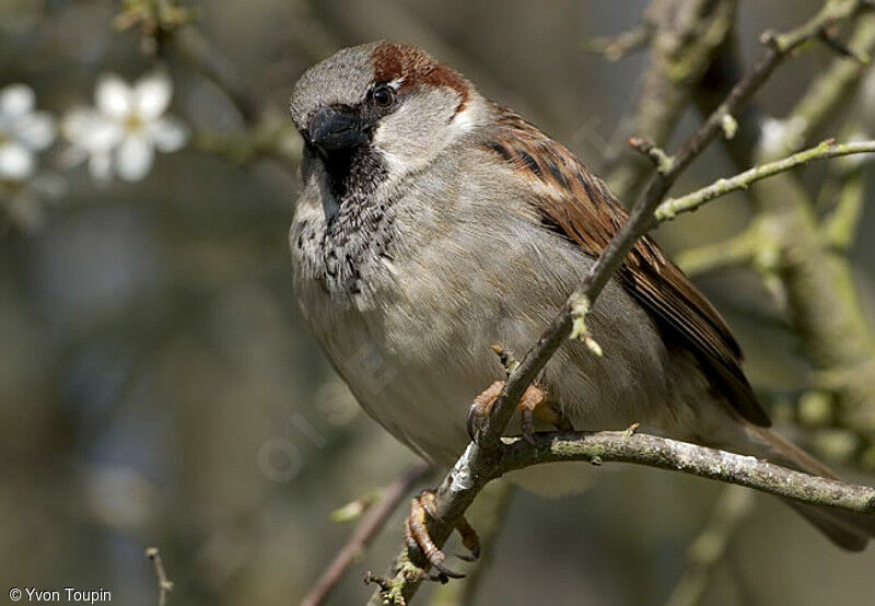 Moineau domestique mâle, identification