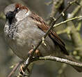 Moineau domestique